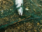 Salmon Netting