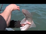 Smoothhound Fishing with Hard Crabs