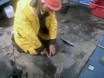 Ted Tuckerman on Fishing for Ray and Tope Ted Tuckerman on Fishing for Ray and Tope
