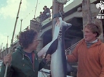 Shark Fishing in Looe in 1966
