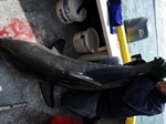 SSACN Shark Tagging