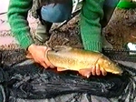 Andy Orme - Hunting Barbel
