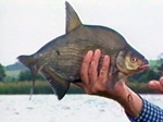 John Wilson Fishes for Bream and Rudd in Ireland
