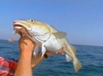 John Wilson Fishes for Cod