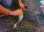1956 Kite Fishing at Worthing