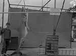 Record Mako Shark for Mr S Miller of 435lbs on 27th June 1964
