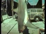 Shark Fishing in Looe 1959 - Brig. Caunter's Thresher and Record Blue