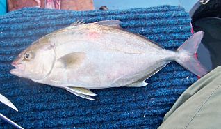 Greater Amberjack fish caught off Lundy